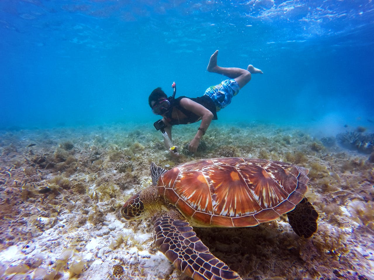 Diver and sea turtle exploring vibrant coral reef in tropical waters.